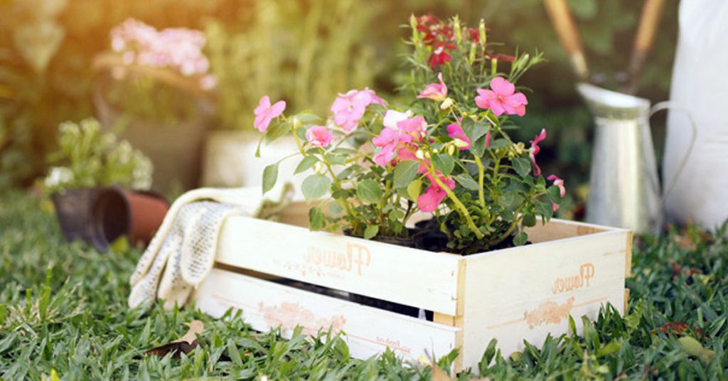 Plantas recomendadas para un jardín vertical