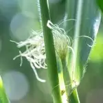 Vajilla biodegradable