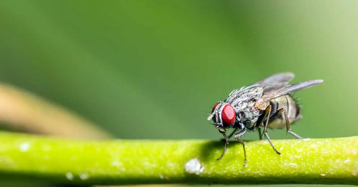 7 trampas para moscas caseras que son efectivas