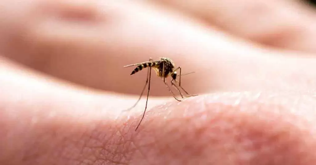 Descubre los mejores remedios caseros para los mosquitos