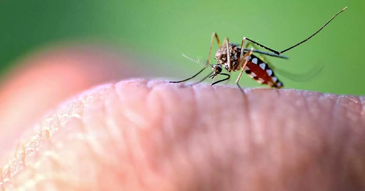 Dile adiós a las picaduras con estas plantas antimosquitos