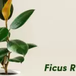 Ficus Robusta