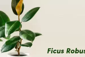 Ficus robusta: consigli per mantenerlo e prolungarne la vita