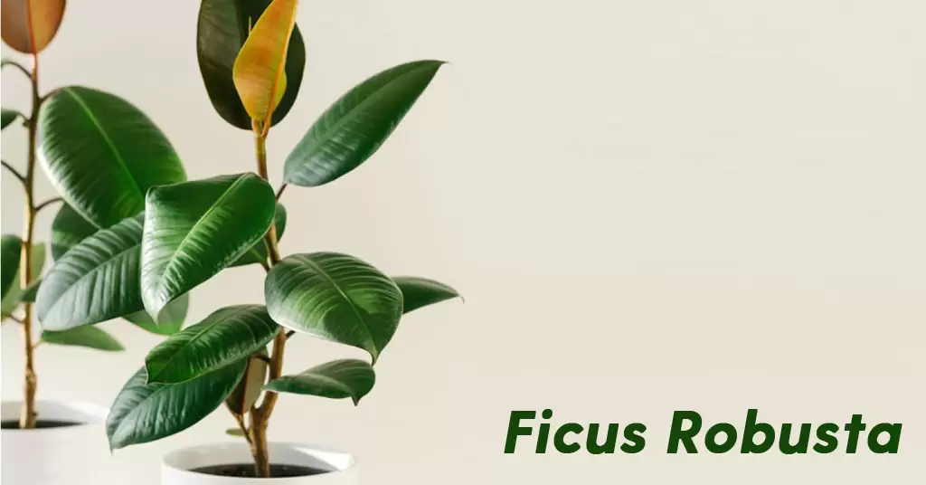 Ficus robusta: Tips to maintain it and extend its life