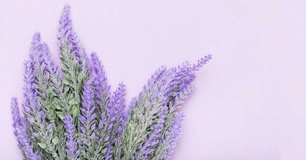 Lavanda: perfuma tu hogar