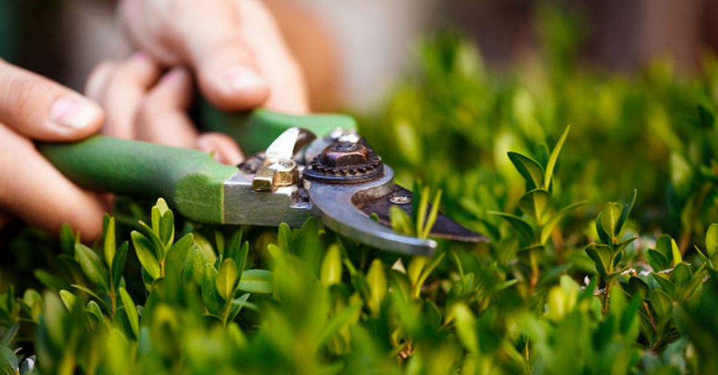 Opciones para construir un jardín vertical casero