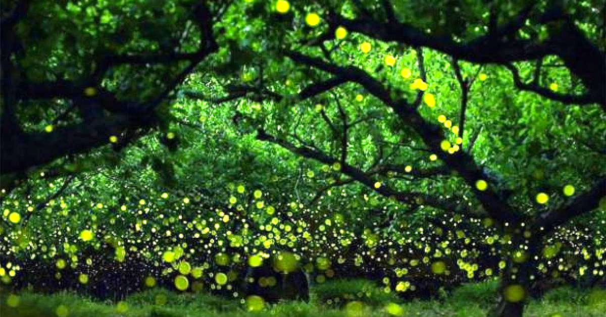 Plantas bioluminiscentes: el futuro de la iluminación