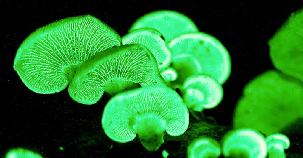 ¿Plantas bioluminiscentes naturales?
