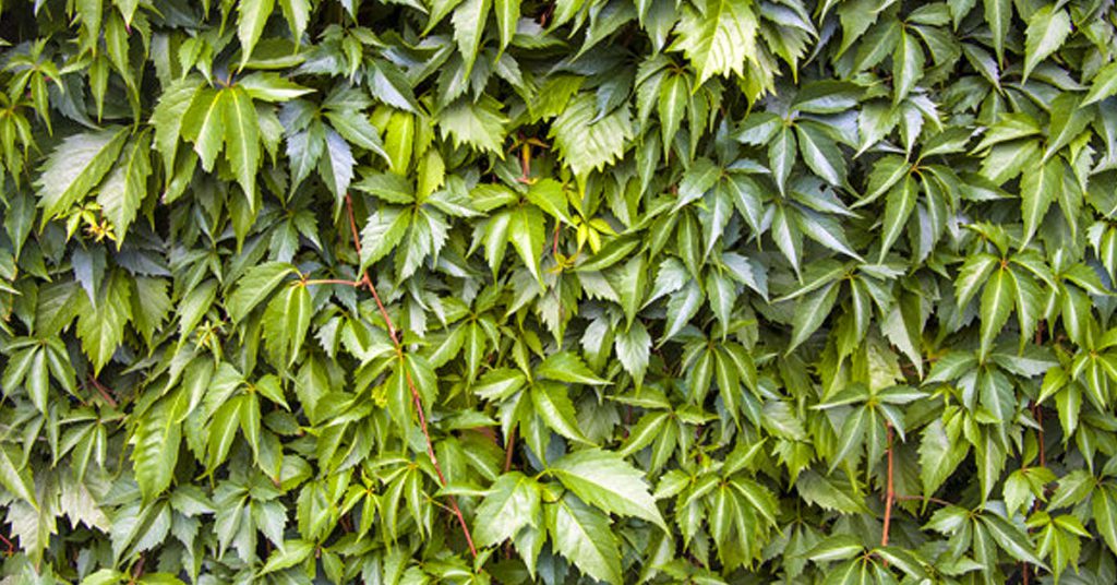 ¿Qué es un jardín vertical?