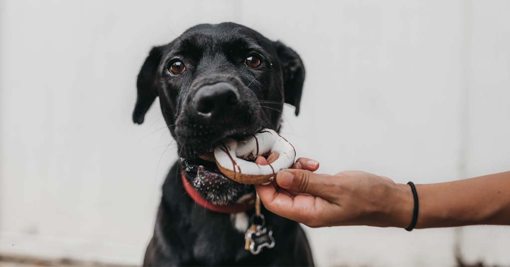 alimentos-prohibidos-para-perros-cuerpo