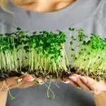 germinados en casa