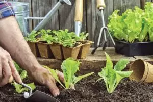 Problemas para o jardim no Outono