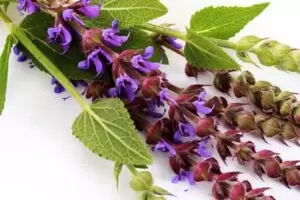 Discover all about sage uses and benefits