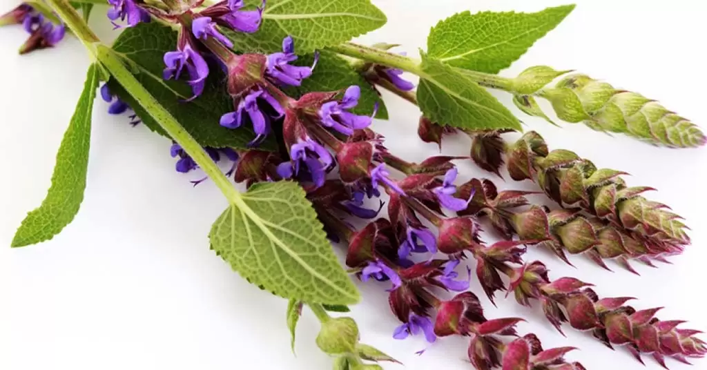 Discover all about sage uses and benefits