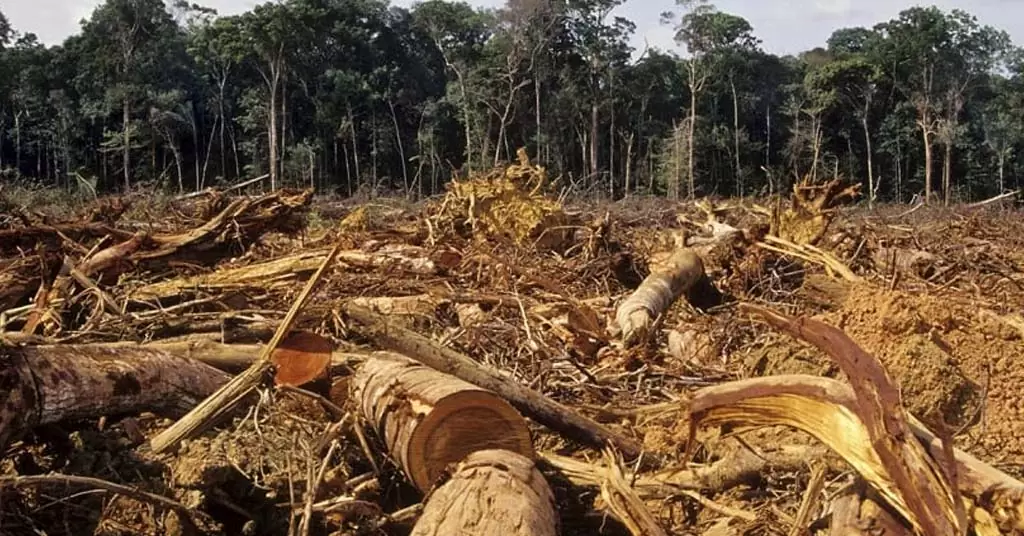 sadzenie drzew jako rozwiązanie problemu zmian klimatycznych: mit czy rzeczywistość?