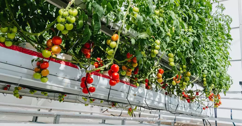 Hydroponic cultivation: we tell you the secrets of this technique
